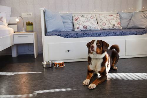 4 Najboljše Pohodne Poti Za Psa Na Bledu